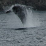 お休みのお知らせです。