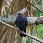 今週の野鳥（不定期）