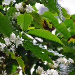 コーヒー満開です