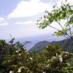 ムニンツツジ満開です