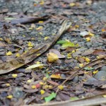 タコの実ペレットだらけ