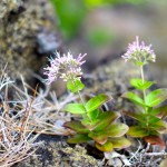 マルバシマザクラ（固）