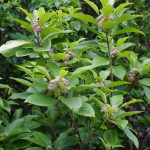 オオバシマムラサキ（固）