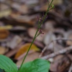 黒蘭　コクラン　咲いてます