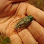 オガサワラゼミ無念