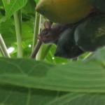 パパイヤとねずみくん