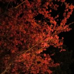 夜桜