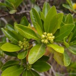 早くも春の足音...？