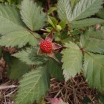 シマミツバキイチゴ（異名）