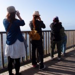 ザトウクジラを探したり