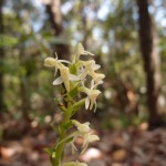 ムニンツレサギソウ