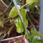 パッション棚ができました！