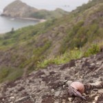 さすらうヤドカリ