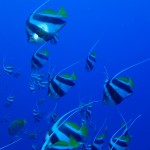 お泊まりケータダイビング