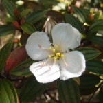 ノボタン咲いてました