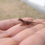 手乗りアノ〜ルくん