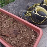 どデカいあいつ「オオヒキガエル」お庭先情報番外編