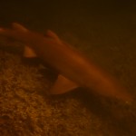 今日のシロワニ