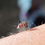 蚊に最後まで吸わせてみる