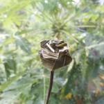 有難う　左様なら