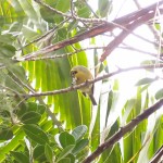 母島萌えるッす！