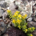 世はクリスマス　 at旭山