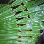 教えてください