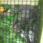 ヤシガニ現ワル