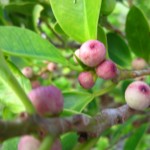 今日の果実　前浜編　固有種ではないけれど、