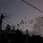 カラスと言っても